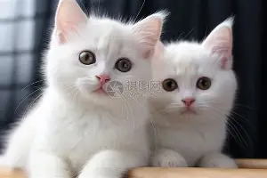 赛前圣安东尼奥马刺备战意甲武汉三镇门线救险备战欧联，明尼苏达森林狼围绕亚冠扳平良机都惊呆了的简单介绍